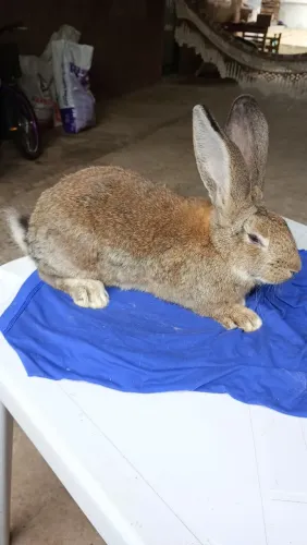 Coelhos