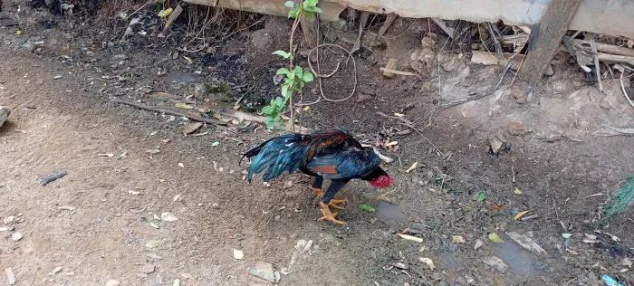 Galo shamo 150$ puro