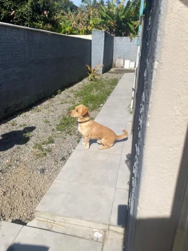 Doação de cachorro 