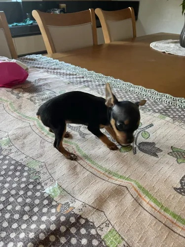 Pinscher Zero