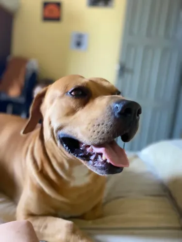 Cachorro para adoração 