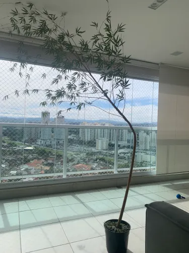 Bambu japonês Artificial
