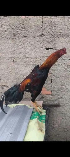 Frango índio caboclo