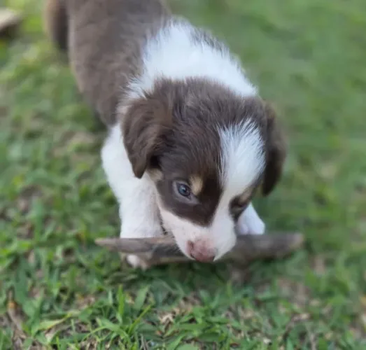 Filhotes de Border Collie (macho)