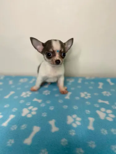 Chihuahua