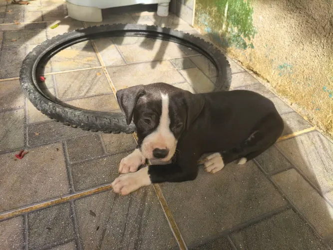Filhotes de Pitbull PURO ACEITO CARTÃO 