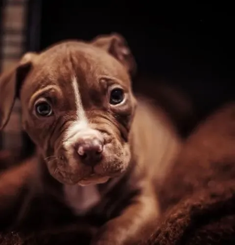 Pitbull Chegou a hora de ter o seu companheiro perfeito