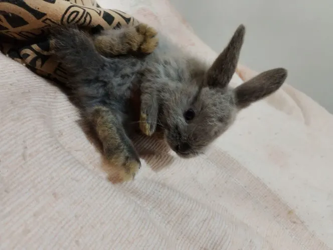 Coelhos domésticos 