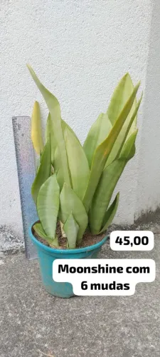 Sansevieria moonshine - Espada de São Jorge prateada
