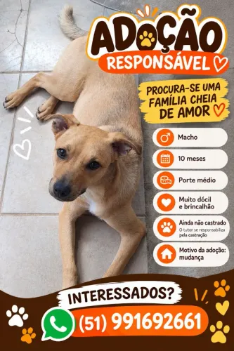 Adoção Responsável