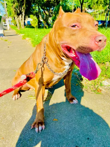 Pitbull