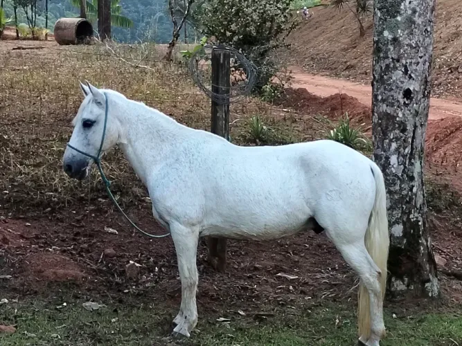 Cavalo Mangalarga 