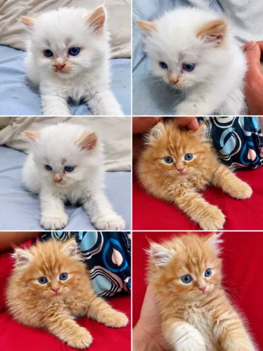 Filhotes Gato Persa