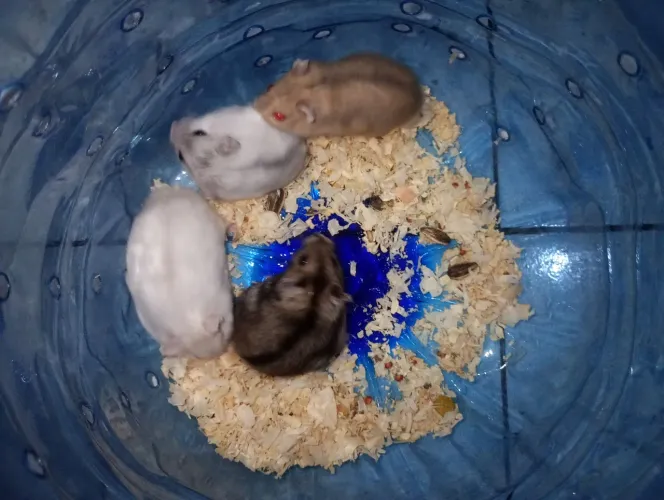 Hamster anão russo