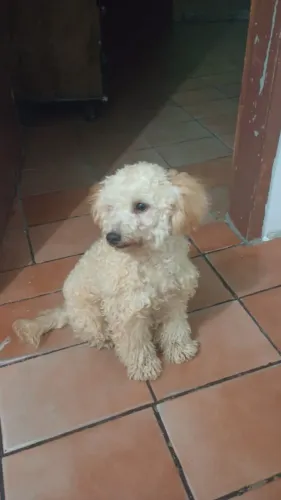 Poodle 7 meses