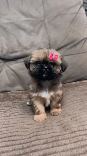 Cachorro shih tzu
