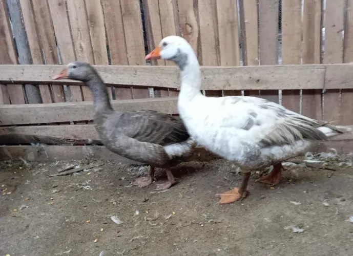 Vende-se ganso
