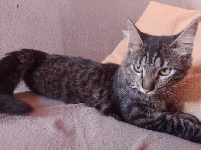 Doa-se Gato Adulto Manso