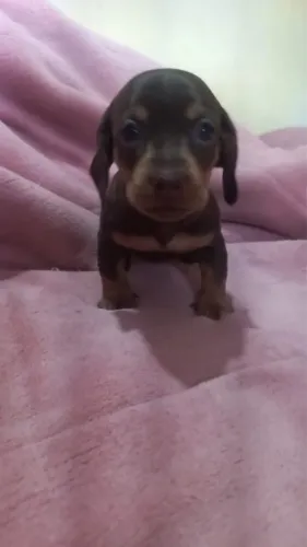 Basset chocolate