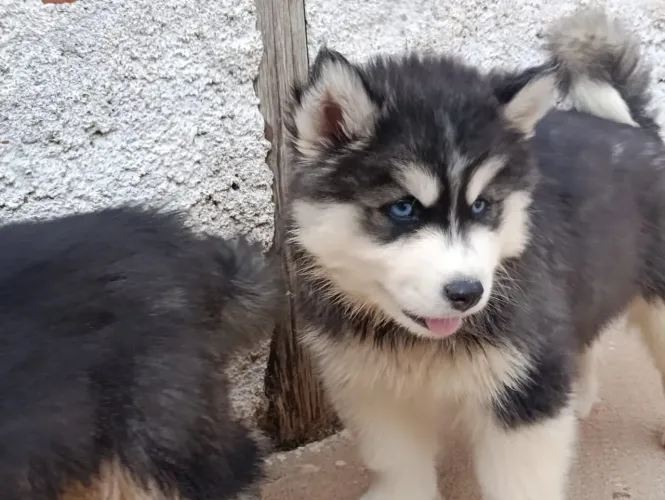 Filhotes de husky siberiano 