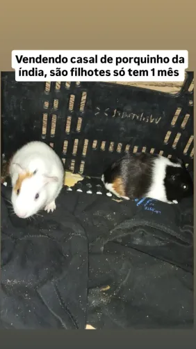 Casal De Porquinho Da Índia 