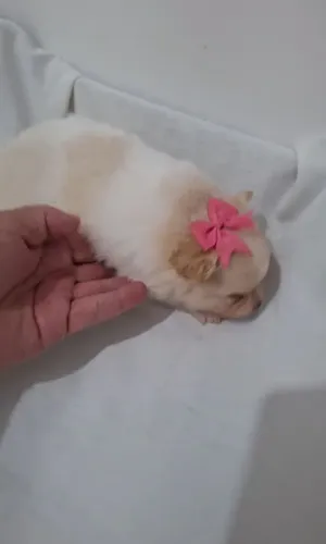 Filhote fêmea SPITZ ALEMÃO 