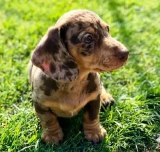 Basset Dachshund Teckel Incomparáveis.