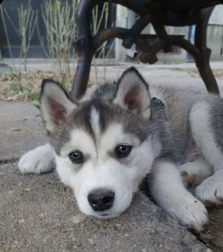 Husky siberiano Um filhote que combina confiança e companheirismo