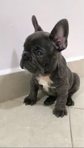 Bulldog francês BLUE macho 