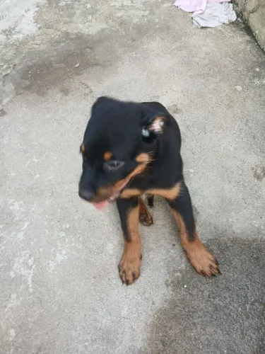 Rottweiler vai fazer 3 meses dia 5