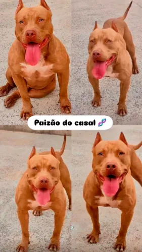 Filhotes Pit monster 