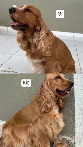 Filhotes cocker spanil inglês 