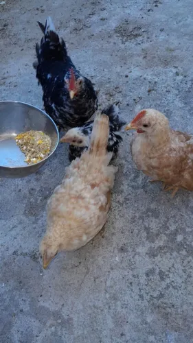 Franguinhos Nagasaki puros