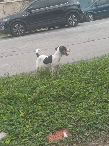 Cachorra americana