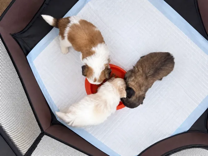 Shihtzu mini