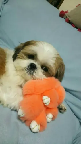 Shih Tzu Doguinho disponível para quem ama animais