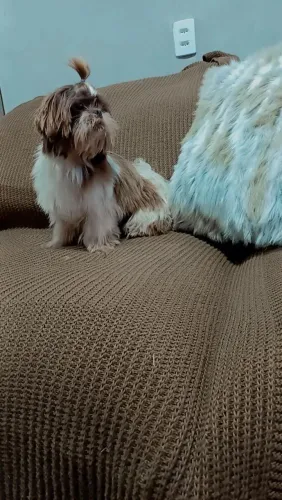 Shitzu macho disponível para venda