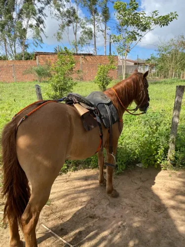Cavalo de pega de boi no mato