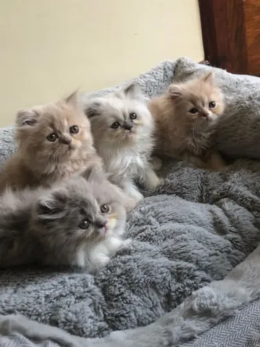 Filhotes gato raça persa