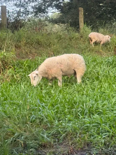 Carneiro Texel 