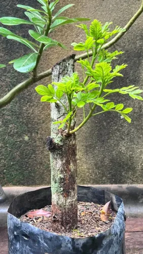 MUDAS DE SERIGUELA DO CERRADO