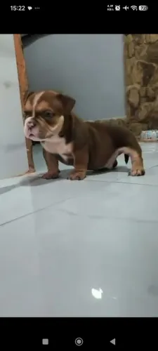 American bully nano