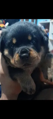 Filhotes de Rottweiler 