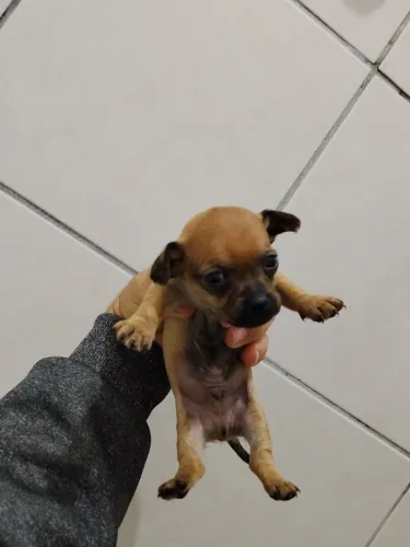 Pinscher N.01