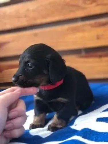 Pinscher com Teckel barato 