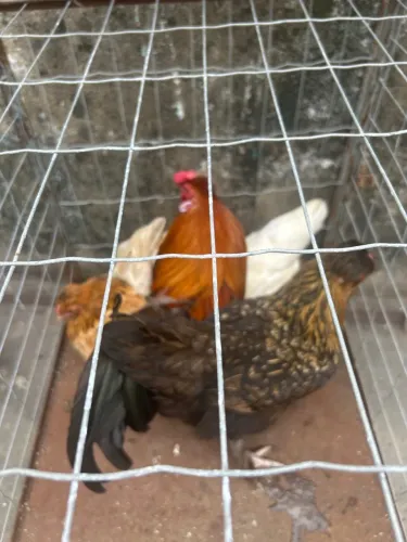 Lote da galinhas