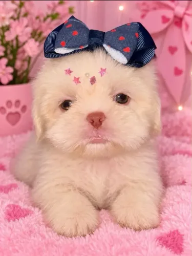 Shihtzu exótica branca com os olhos azuis