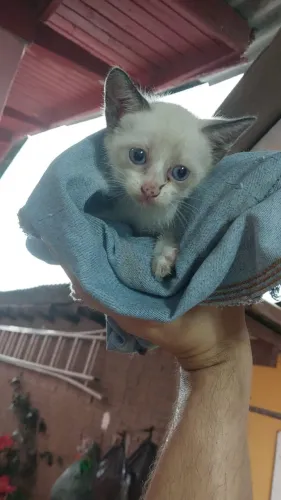 GATINHO FILHOTE 