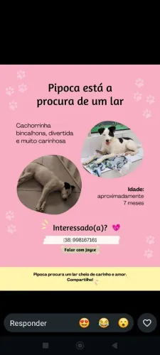 Estou doando esse cachorro 