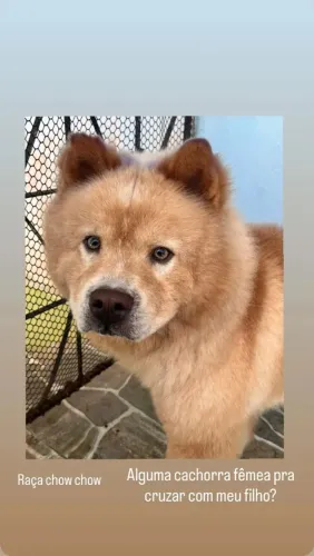Doa-se chow-chow 